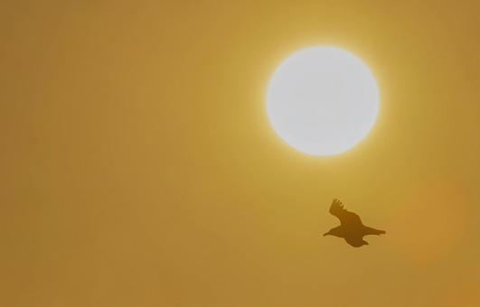 Seagull, JPG