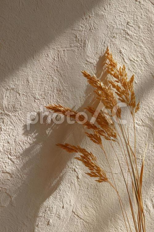 柔らかな光が当たる壁に寄りかかる稲穂 稲穂,稲,植物の写真素材