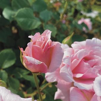 Flower Flowerの写真