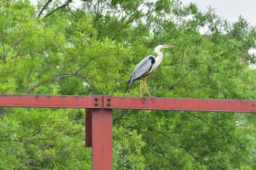 アオサギ アオサギ アオサギ,野鳥,鷺の写真素材