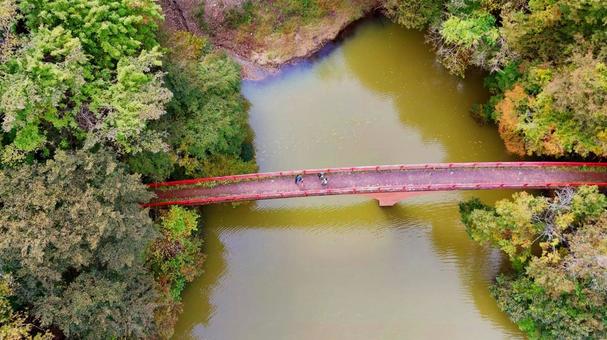 碓氷湖　ほほえみ橋　空撮 紅葉,山,赤の写真素材