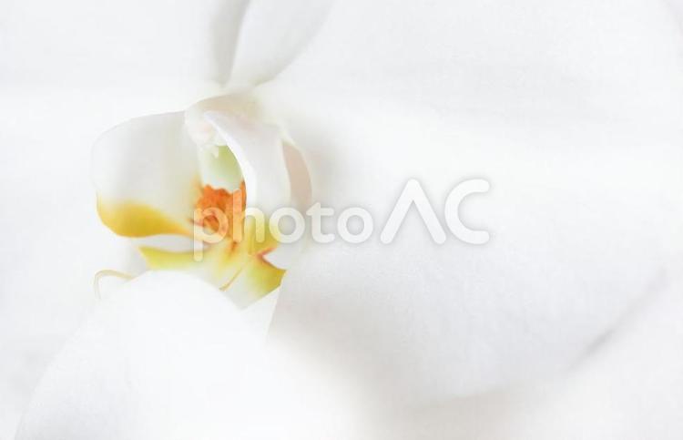 白色胡蝶蘭の花びら 胡蝶蘭,白,花の写真素材