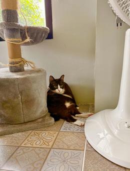おしゃれな部屋とびっくりする黒猫 おしゃれな部屋とびっくりする黒猫 猫,ネコ,ねこの写真素材