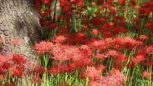 深紅の絨毯 深紅の絨毯の写真