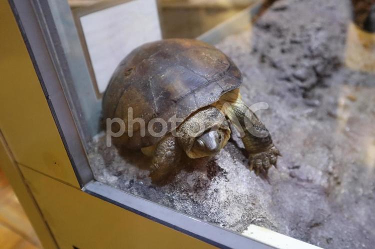 顔をひっこめる足立区生物園 カロリナハコガメ,ハコガメ,カメの写真素材