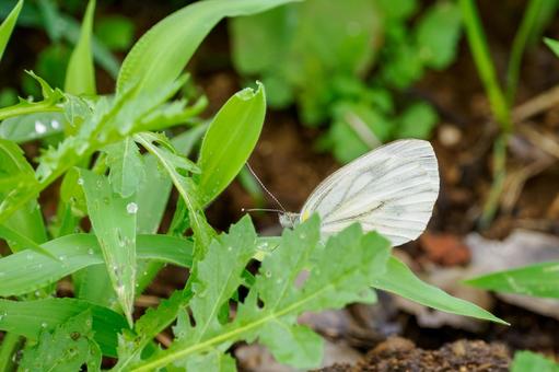 Cabbage White Butterfly(21), JPG Cabbage White Butterfly(21), JPG