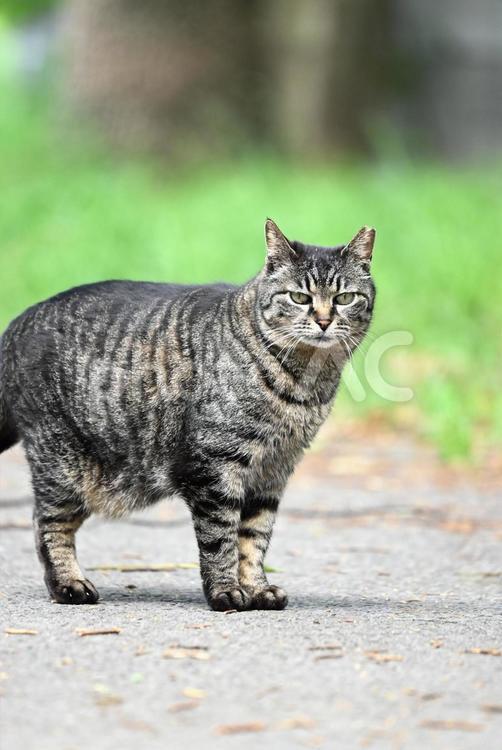 こちらを見る野良猫 野良猫,猫,catの写真素材