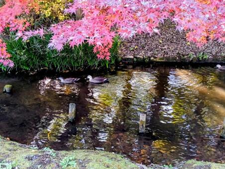 　清水公園　千葉県野田市 清水公園,千葉県野田市,紅葉の写真素材