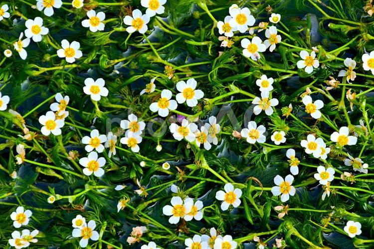 白くてかわいいバイガモの花 バイガモ,梅花藻,水中花の写真素材