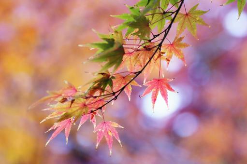 鮮やかな秋の紅葉 鮮やかな秋の紅葉 紅葉,秋,もみじの写真素材