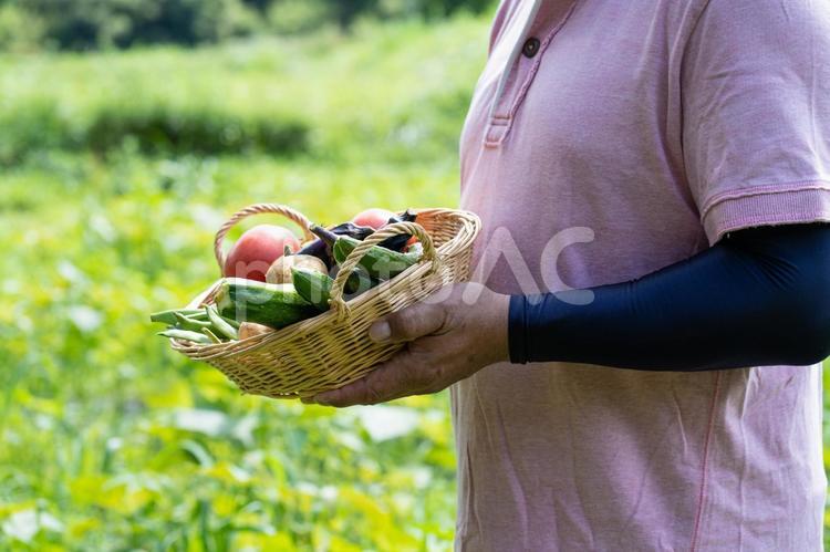 野菜を持つ中高年の男性 野菜,緑黄色野菜,夏野菜の写真素材