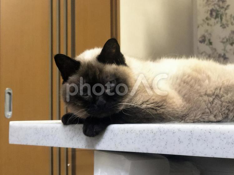 くつろぐ猫 3 ねこ,ネコ,くつろぎの写真素材