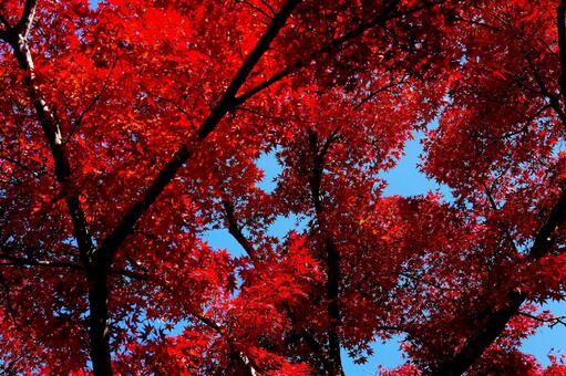 紅葉 植物,樹木,葉の写真素材