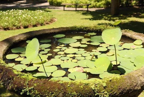 陽光を受けて輝く睡蓮の葉 陽光を受けて輝く睡蓮の葉 睡蓮,蓮の葉,水鉢の写真素材