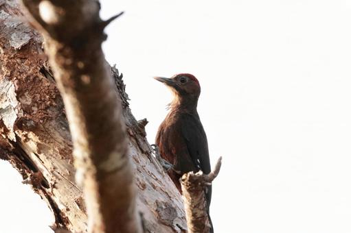 ノグチゲラの若鳥 やんばるの森 ノグチゲラの若鳥 やんばるの森の写真