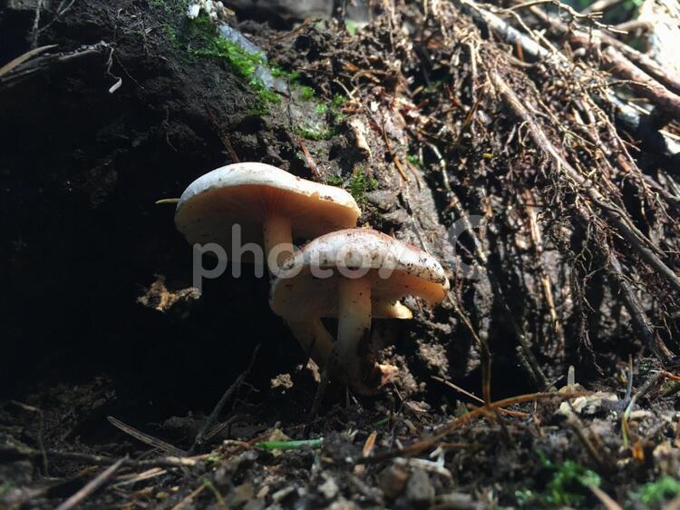 栗茸（クリタケ） キノコ,茸,きのこの写真素材