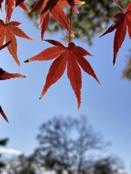 秋晴れの空に映える紅葉したもみじ もみじ,紅葉,秋の写真素材