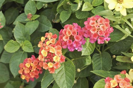 ランタナ12 ランタナ,赤,オレンジの写真素材