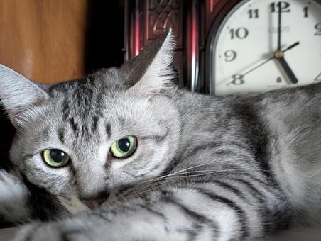 Striped cat close-up, JPG