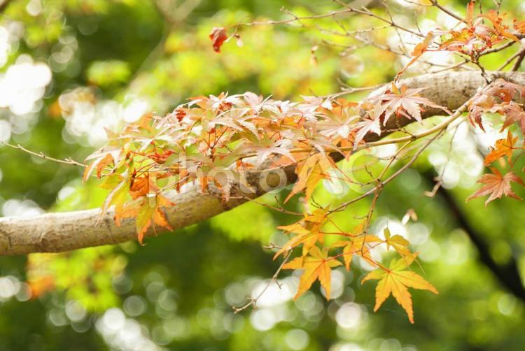 秋の紅葉 紅葉,葉っぱ,秋の写真素材