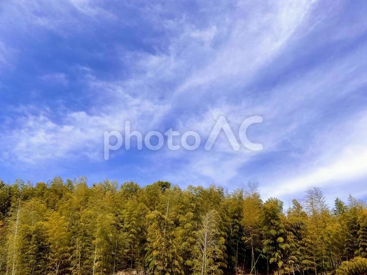 樹木-2 自然,屋外,癒しの写真素材