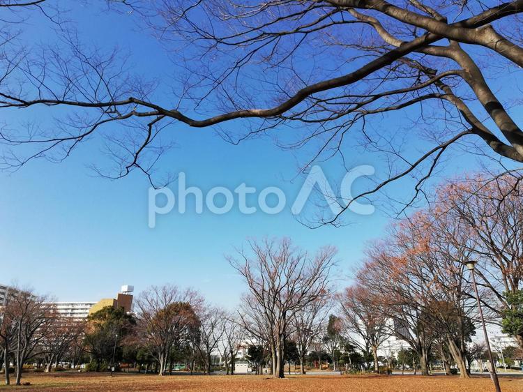 公園の大きな木と秋の空 大きな木,公園,秋の写真素材