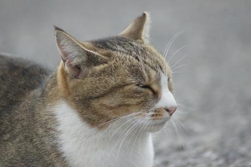 ねこ ねこ にゃんこ,可愛い,野良猫の写真素材
