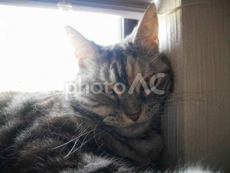 アメショのくーちゃん 動物,ねこ,ネコの写真素材