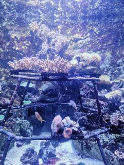 水族館の魚 水族館の魚 魚,水族館,海の生物の写真素材