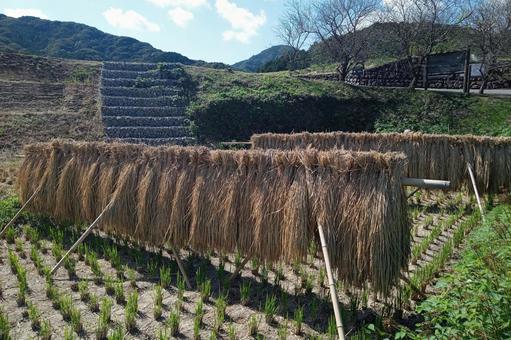 稲架掛け 稲架掛け 稲架掛け,はさがけ,天日干しの写真素材