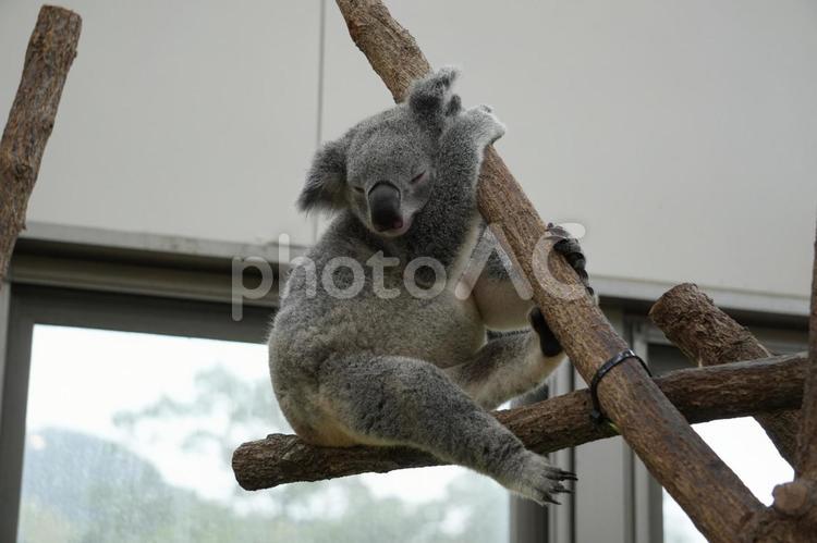 ユーカリの木の上のコアラ コアラ,オーストラリア,平川動物園の写真素材