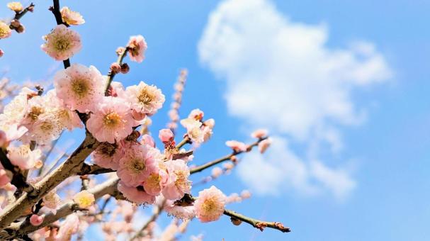 春が来たよ 春が来たよ 春,空,自然の写真素材