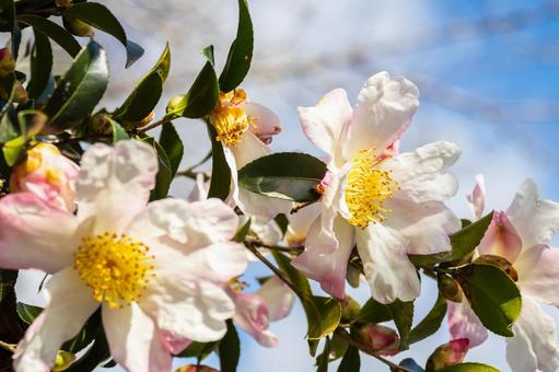 サザンカ⑸ 花,サザンカ,山茶花の写真素材