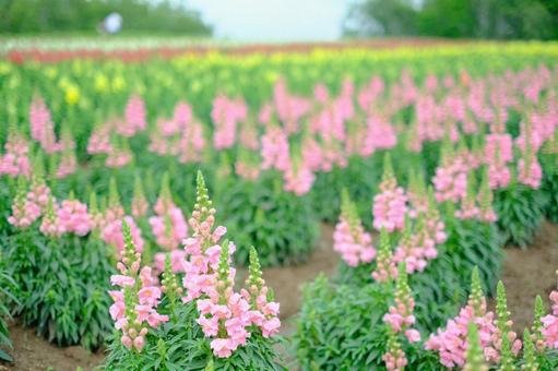 鮮やかな花畑の写真