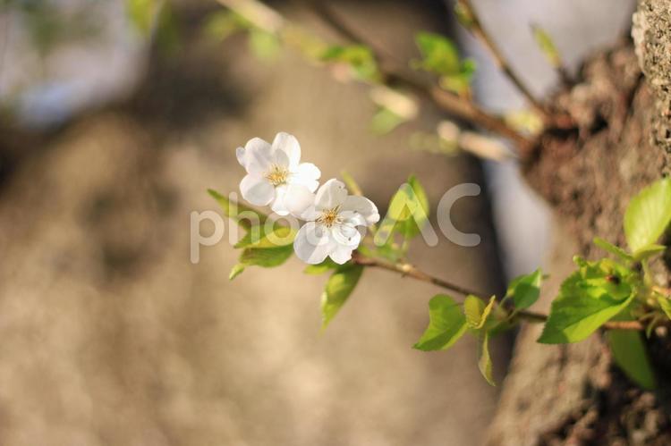 見ごろが長い桜_23 若葉,きみどり色,葉の写真素材