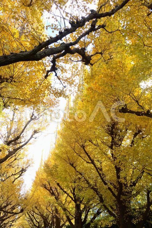 イチョウ並木 いちょう,イチョウ,並木の写真素材