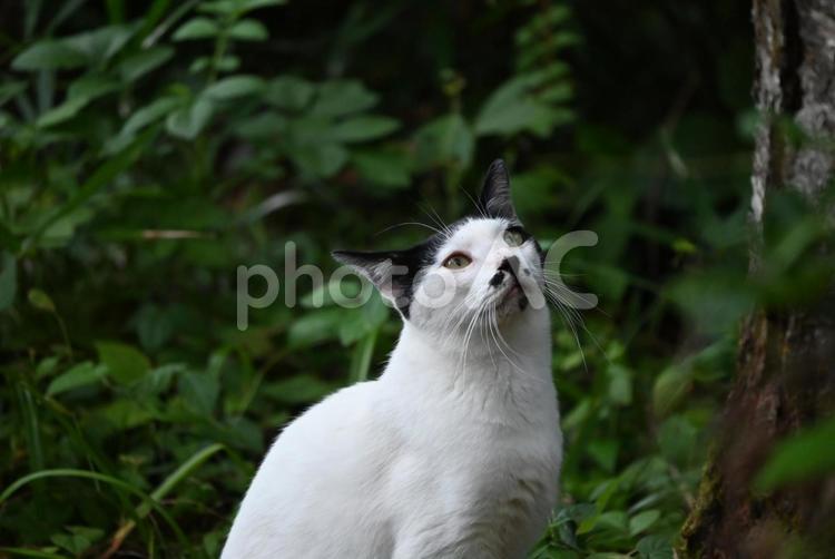 京都浄瑠璃寺のにゃんこ（木登り） ねこ,ノラネコ,ぶちねこの写真素材