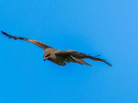 空を飛ぶトビ・トンビ トビ,鳶,野鳥の写真素材