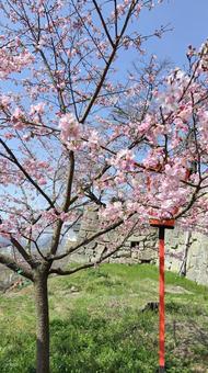 桜 桜 春,桜,イベントの写真素材