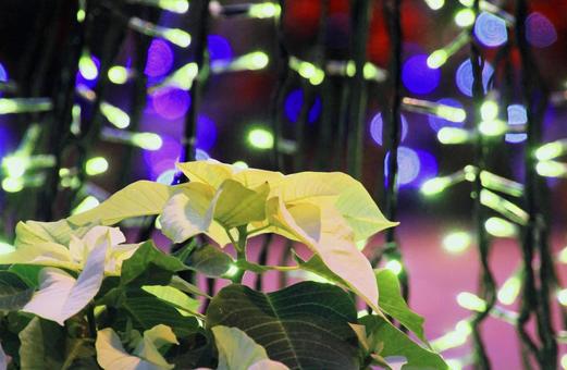 クリスマス飾り/ポインセチアと電飾 ポインセチア,黄色,クリスマスの写真素材