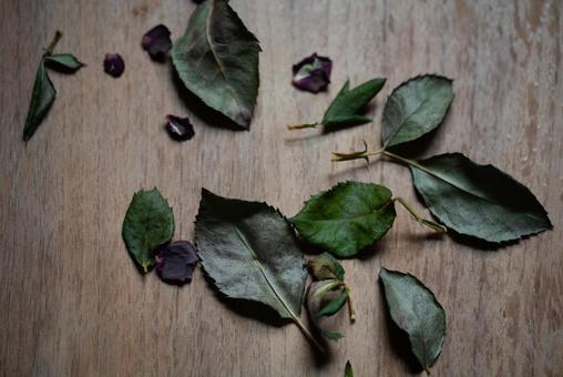 葉 葉 葉,枯葉,ドライフラワーの写真素材