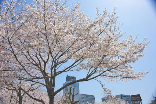 桜 フジ,ふじ,景色の写真素材