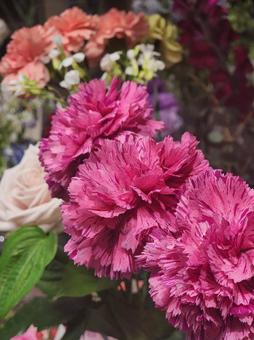 カーネーション(濃いピンク) カーネーション,花,お花の写真素材