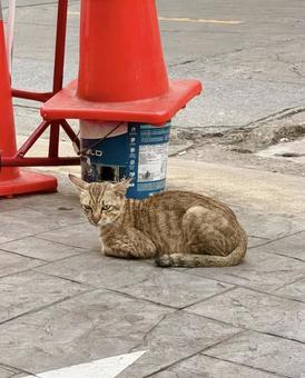 バンコクの路上に座る野良猫 バンコクの路上に座る野良猫 猫,ねこ,ネコの写真素材