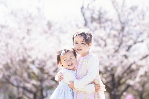 綺麗な桜と仲良し姉妹 綺麗な桜と仲良し姉妹 桜,さくら,サクラの写真素材