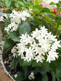 花壇に咲く白いペンタス 花壇に咲く白いペンタス ペンタス,花,植物の写真素材
