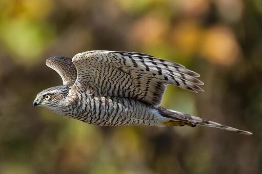 秋の山中を滑空するハイタカ幼鳥 ハイタカ,鷂,灰鷹の写真素材