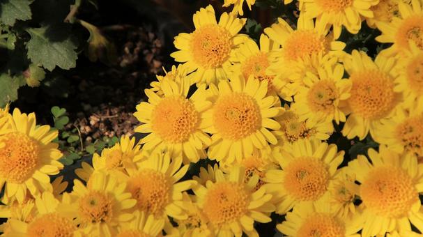 楽寿園の菊まつりにて 菊,秋,花の写真素材