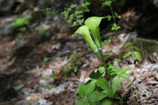 山道に咲く花 山道に咲く花の写真
