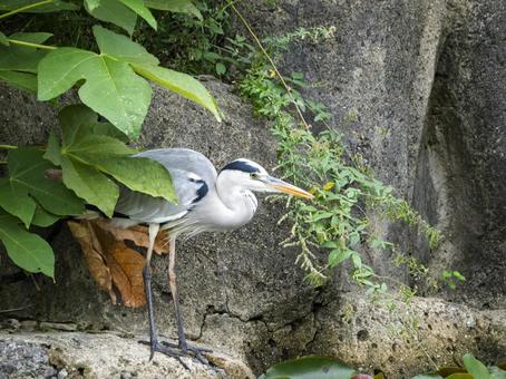 葉陰に潜むアオサギの静寂 葉陰に潜むアオサギの静寂 アオサギ,鳥,野鳥の写真素材